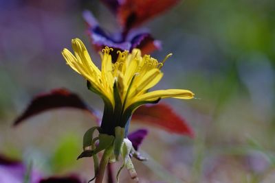 Close-up of yellow flowering plant