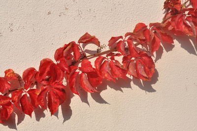 Close-up of red leaves