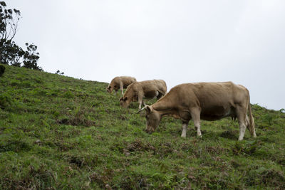 Cows standing on field against clear sky