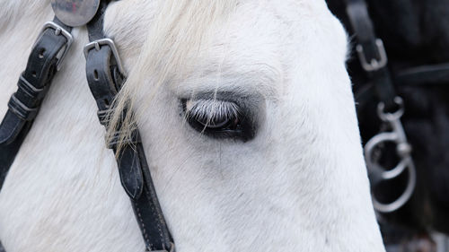 Horse's eye with white eyelashes. portrait of horse with bridle on muzzle, of equipment and harness.