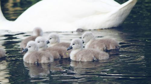 Birds in the lake