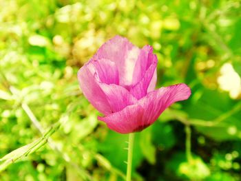 Close-up of pink flower blooming outdoors