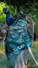 Close-up of peacock