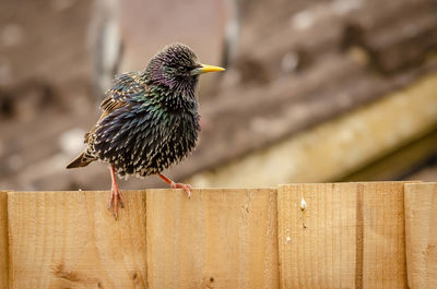 Close-up of a starling perching on wood