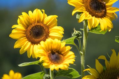 Close-up of sunflower