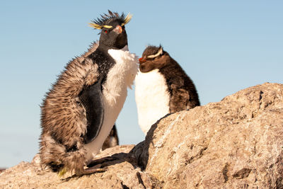 Low angle view of birds on rock against clear sky