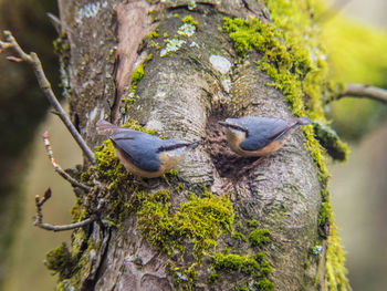 Close-up of birds perching on tree