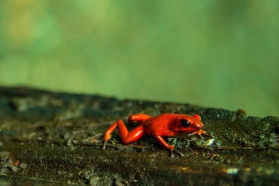 Close-up of red crab on rock