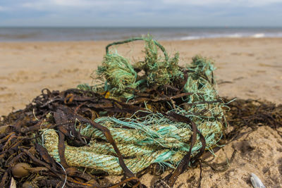 Close-up of plants growing on beach