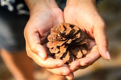 Cropped hands holding pine cone in sunny day