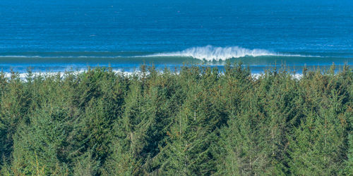 High angle view of trees on beach