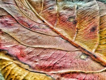 Extreme close up of leaf