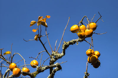 Japanese plum prunus salicina tree in autumn