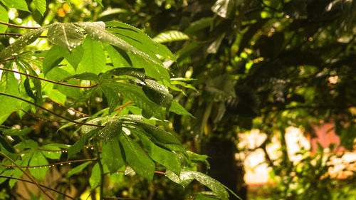 Close-up of wet leaves on tree