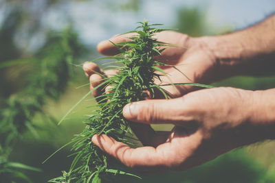 Man farmer holding marijuana at cannabis plantation.