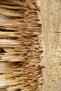 Full frame shot of wooden logs in forest