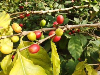 Red berries on tree