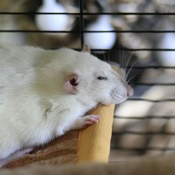 Close-up of white cat in cage