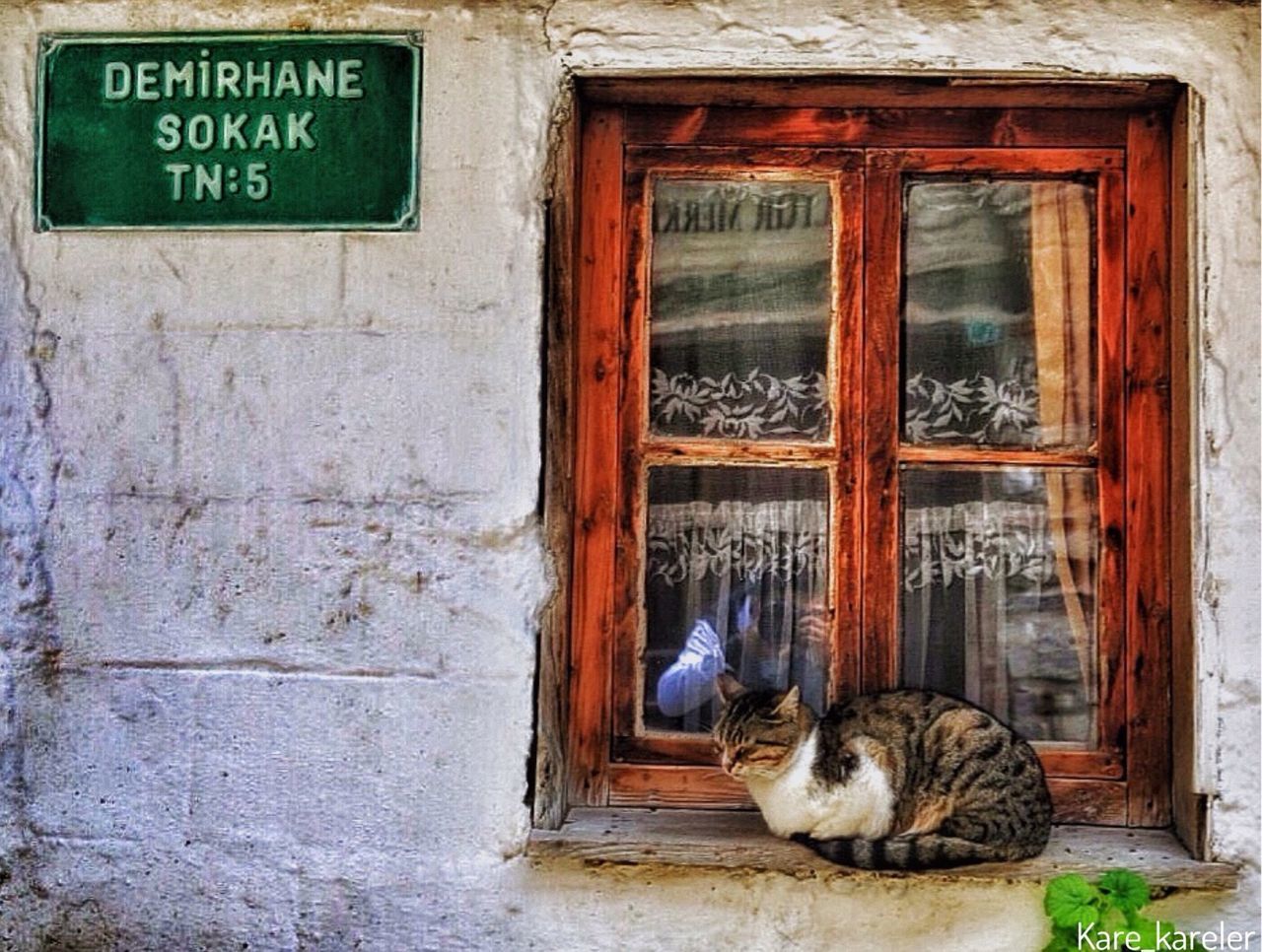 animal themes, domestic animals, one animal, mammal, pets, domestic cat, building exterior, door, cat, house, feline, architecture, window, built structure, wood - material, closed, no people, entrance, outdoors, wall - building feature