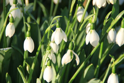 Close-up of white flowers