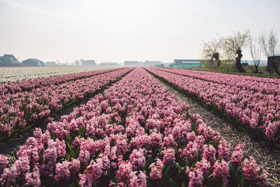 Purple flowering plants on field against sky