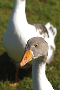 Close-up of a bird