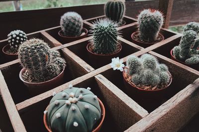 High angle view of succulent plant