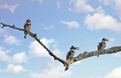 Low angle view of birds flying against sky