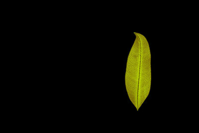 Close-up of green leaf against black background