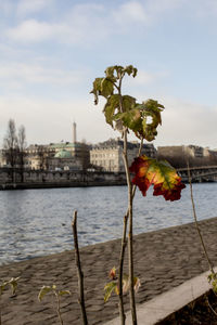 Tree by river against sky in city