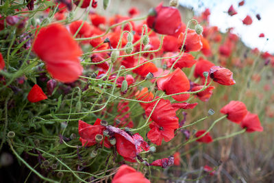 Close-up of red flowering plants