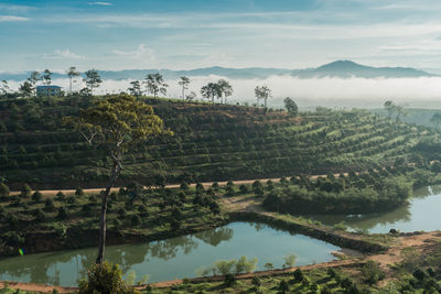 Scenic view of agricultural field against sky