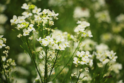 Close-up of white flowering plant