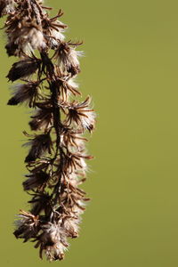 Close-up of wilted plant