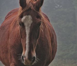 Close-up of horse standing against sky