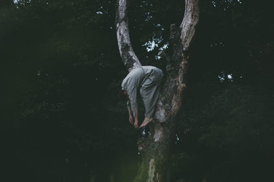 Side view of man hanging on bare tree in forest