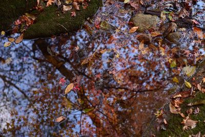 Autumn leaves on tree