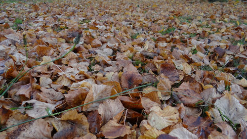 Full frame shot of leaves