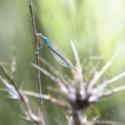 Close-up of damselfly on plant