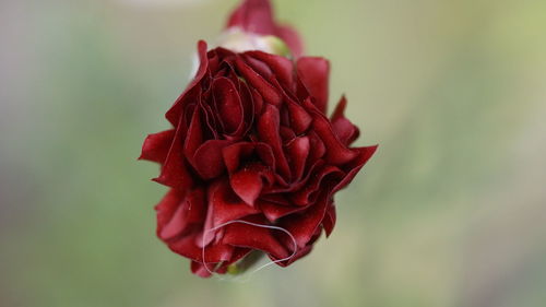 Close-up of red rose