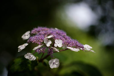 Close-up of purple flowering plant