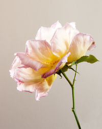 Close-up of day lily blooming against white background