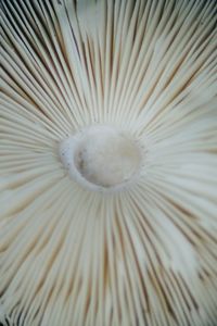 Full frame shot of mushrooms