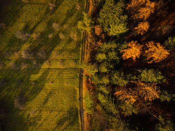 High angle view of trees in forest