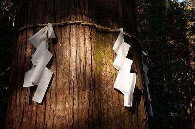 Close-up of paper hanging on tree