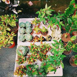 High angle view of plants