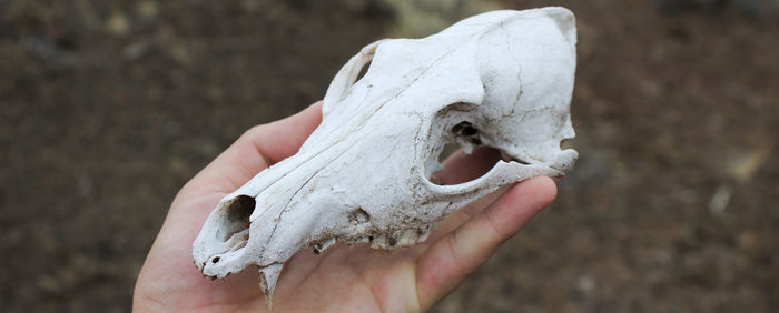 Close-up of human hand holding animal skull