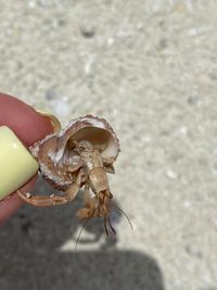 Close-up of hand holding crab