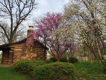 Low angle view of flowering tree by building against sky