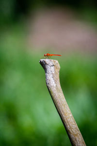 Beautifull dragonfly